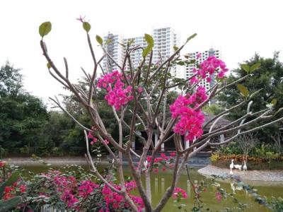 保利崖州湾实景图