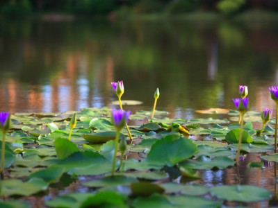 景园悦海湾实景图