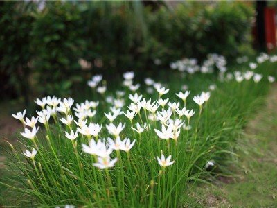 盈滨绿生花园实景图