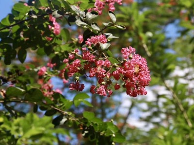 海棠花开实景图