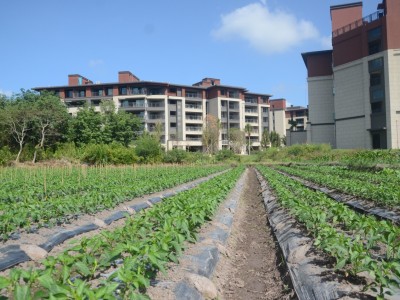 景业白鹭洲实景图